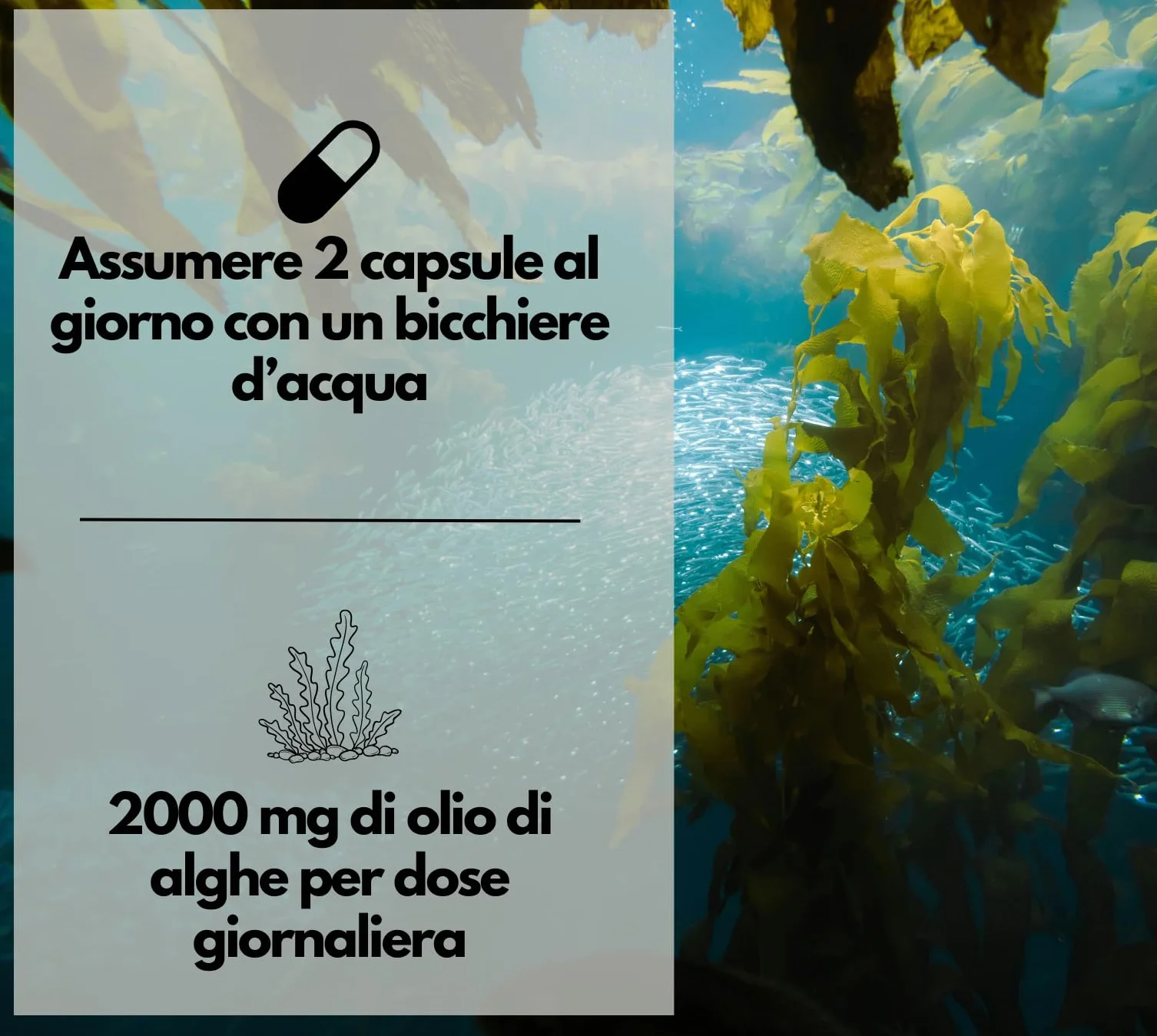EXVital Omega 3 da olio di alghe vegano 120 capsule softgel 2000 mg 600 mg DHA 300 mg EPA